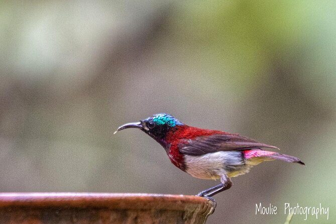 Chennai, Guided Birding And Birding Photo Trip With Spot Scope, 2 to 3 Hours - The Experience: A Day in the Life