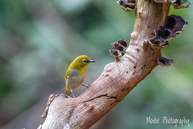 Chennai, Guided Birding And Birding Photo Trip With Spot Scope, 2 to 3 Hours - Who Should Book This Tour?