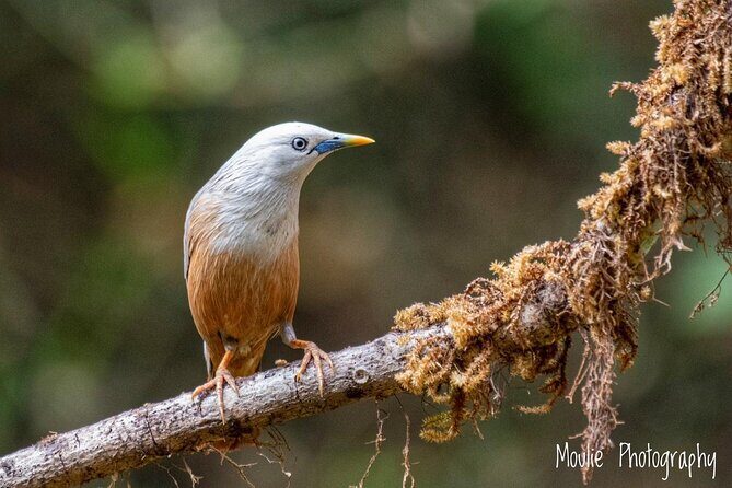 Chennai, Guided Birding And Birding Photo Trip With Spot Scope, 2 to 3 Hours - Final Thoughts: Is It Worth It?