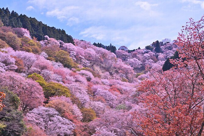 Cherry Blossom Buddha and Mt.Yoshino with Strawberry Picking Tour - FAQs