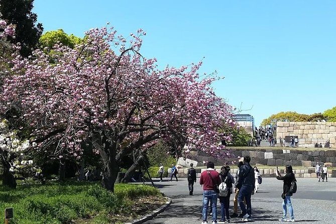 Cherry Blossom highlights, Asakusa, Ueno, Imperial Palace Garden - Imperial Palace Gardens — The Heart of Tokyo’s History and Nature