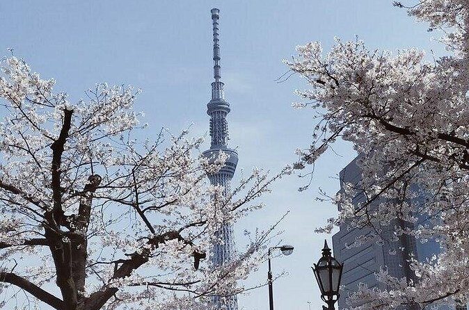 Cherry Blossom highlights, Asakusa, Ueno, Imperial Palace Garden - Ueno Park — Nature and History Collide