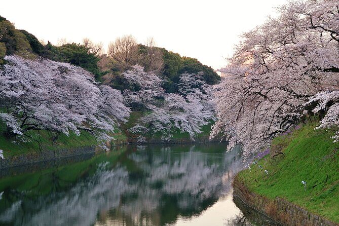 Cherry Blossom Private Tour - Transportation and Logistics