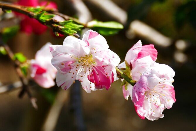 Cherry Blossom Private Tour - What the Reviews Say