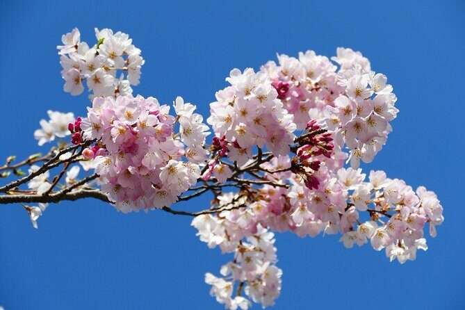 Cherry Blossom Private Tour - Who Should Consider This Tour?