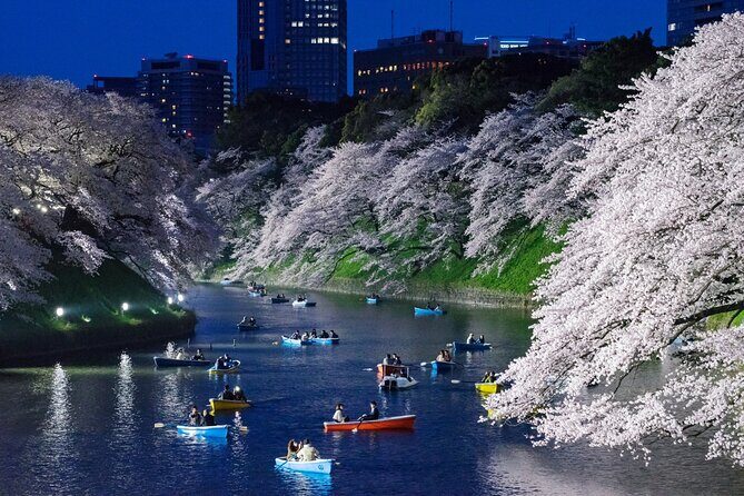 Cherry Blossom Private Tour - The Sum Up