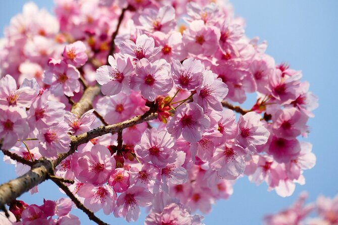 Cherry Blossom Private Tour - FAQ