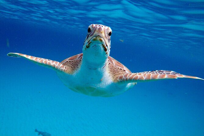 Ches snorkel cruise! turtles & shipwrecks (semi private) - Authenticity and Quality