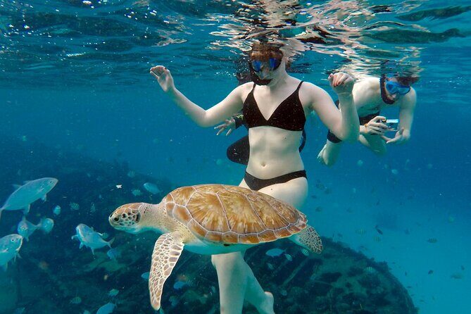 Ches snorkel cruise! turtles & shipwrecks (semi private) - Final Word