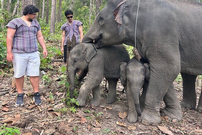 Chiang Mai 1 Day: Elephant Sanctuary, Waterfall & Bamboo Rafting - A Deep Dive into the Tour Experience