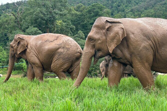Chiang Mai 3 in 1 Zipline, Elephants and Sticky Waterfall - FAQ: Your Practical Questions Answered