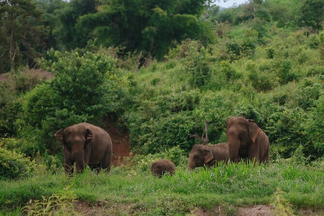 Chiang Mai 4 in 1 : 2 days - 1 Nights. Elephants Camp + Adventure - An In-Depth Look at This Two-Day Adventure