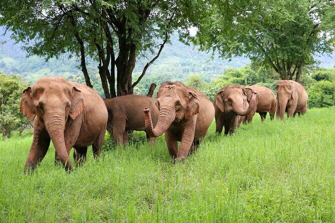 Chiang Mai ATV White Water Rafting and Elephant Sanctuary Full-Day Trip - A Detailed Look at the Full-Day Experience