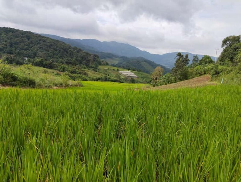 Chiang Mai Authentic Trekking - Key Points