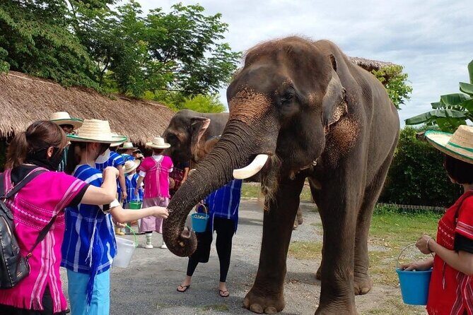 Chiang Mai Chapulin Elephant Care and Sticky Waterfall - Key Points
