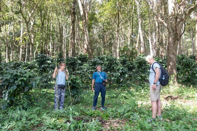 Chiang Mai Coffee Tour: Trekking to Farm, Roast and Brew Workshop - FAQs