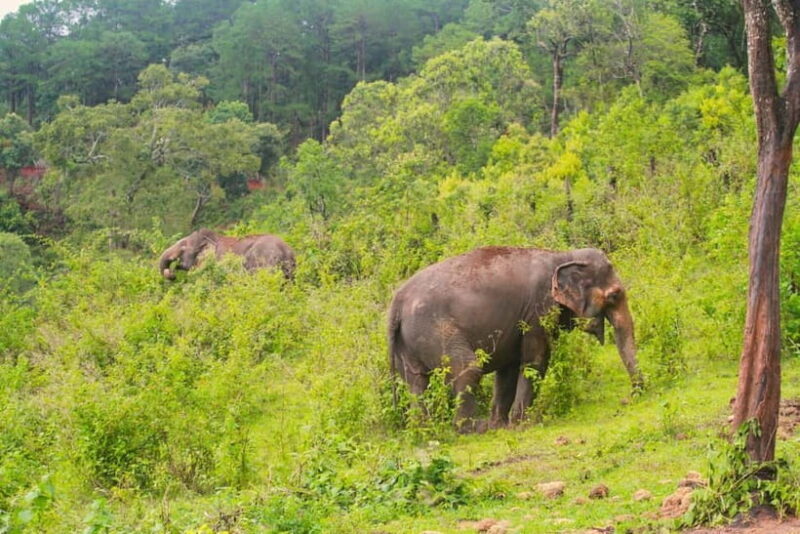 Chiang Mai: Day for Elephant Observation Only Half-day Trip - Key Points