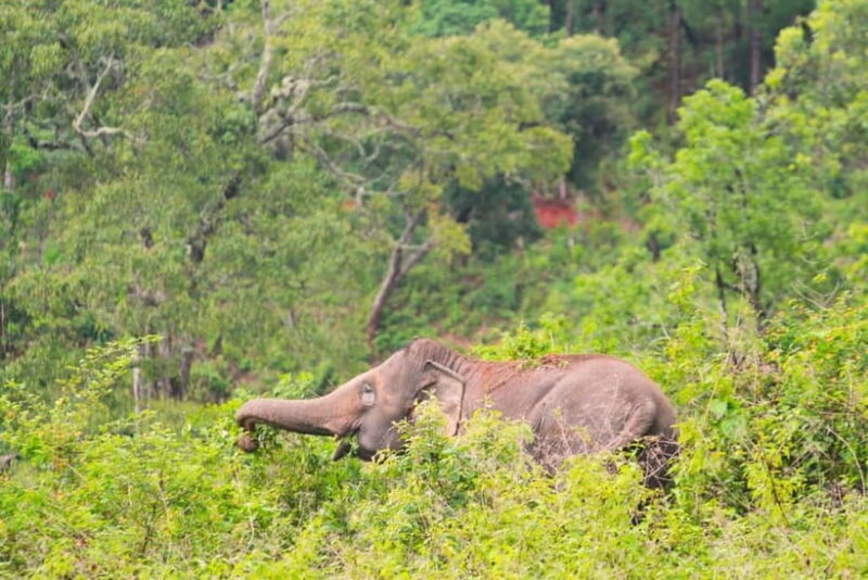 Chiang Mai: Day for Elephant Observation Only Half-day Trip - FAQ: Your Questions Answered