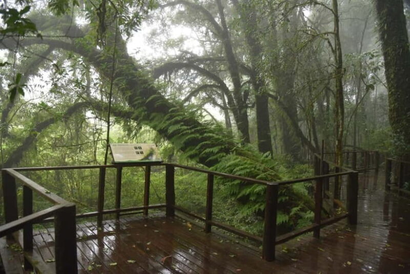 Chiang Mai: Doi Inthanon National Park and Kew Mae Pan Tour - Who Will Love This Tour?