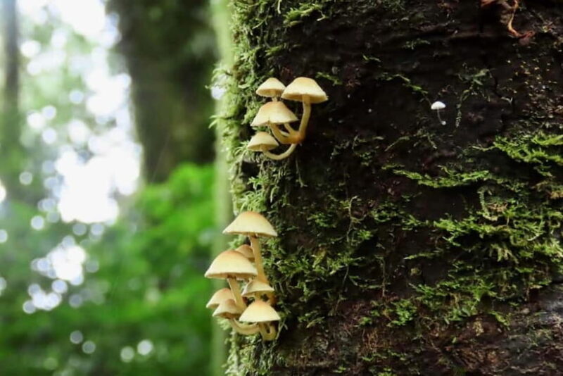 Chiang Mai: Doi Inthanon National Park and Kew Mae Pan Tour - The Sum Up