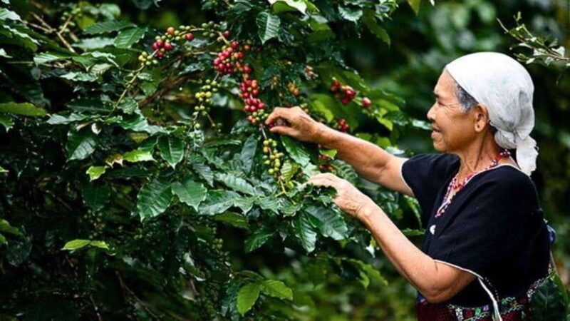 Chiang Mai: Doi Inthanon National Park Sightseeing Only - Key Points