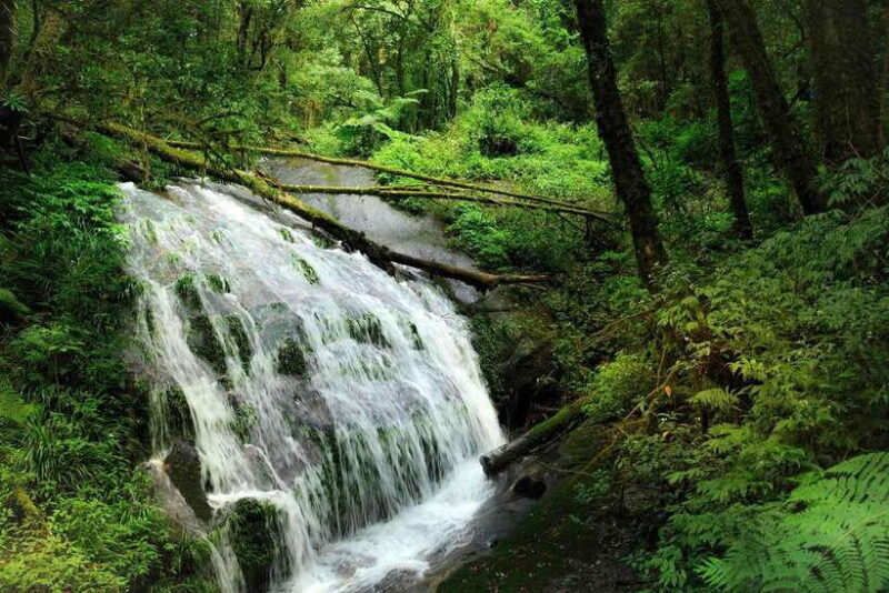 Chiang Mai: Doi Inthanon National Park, Waterfall & Lunch - What Makes This Tour Stand Out?