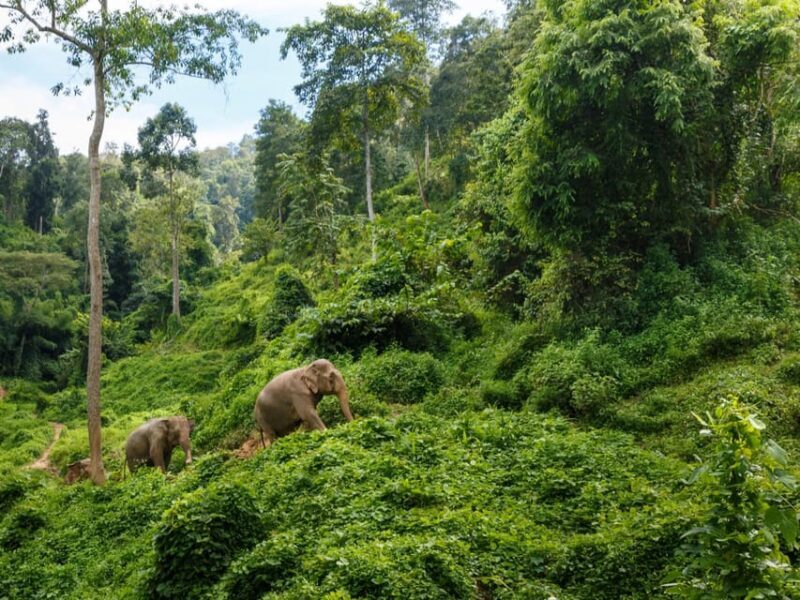 Chiang Mai: Doi Inthanon Park and Pha Dok Siew Trail Trek - Authentic Experiences and Customer Feedback