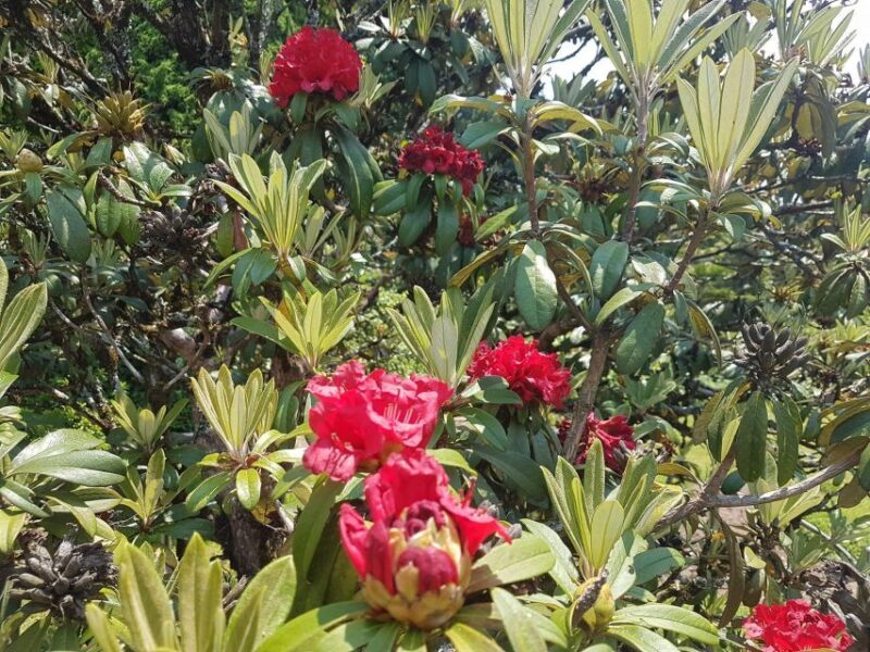 Chiang Mai: Doi Inthanon Park Day Trip with Kiw Mae Pan Hike - FAQ