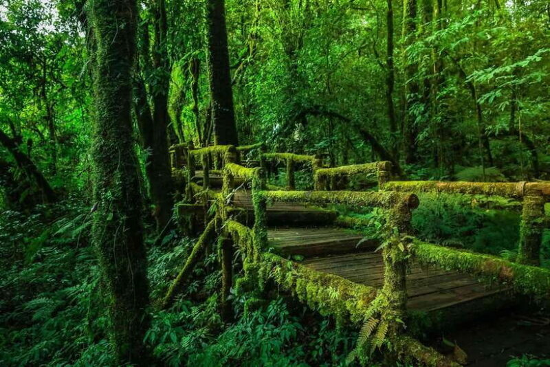Chiang Mai: Doi Inthanon Park Tour & Kew Mae Pan Trail Hike - Authentic Experiences & Highlights