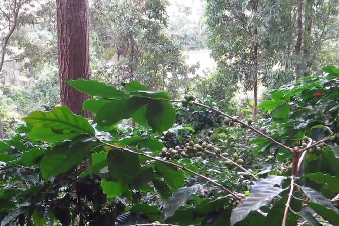CHIANG MAI: Doi Inthanon-Trekking Pha Dok Seaw-Waterfall-Lunch - Lunch and Reflection