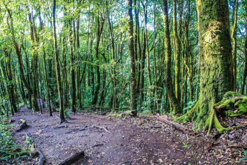 Chiang Mai: Doi Inthanon, Waterfalls, & Tribal Villages Tour - FAQs
