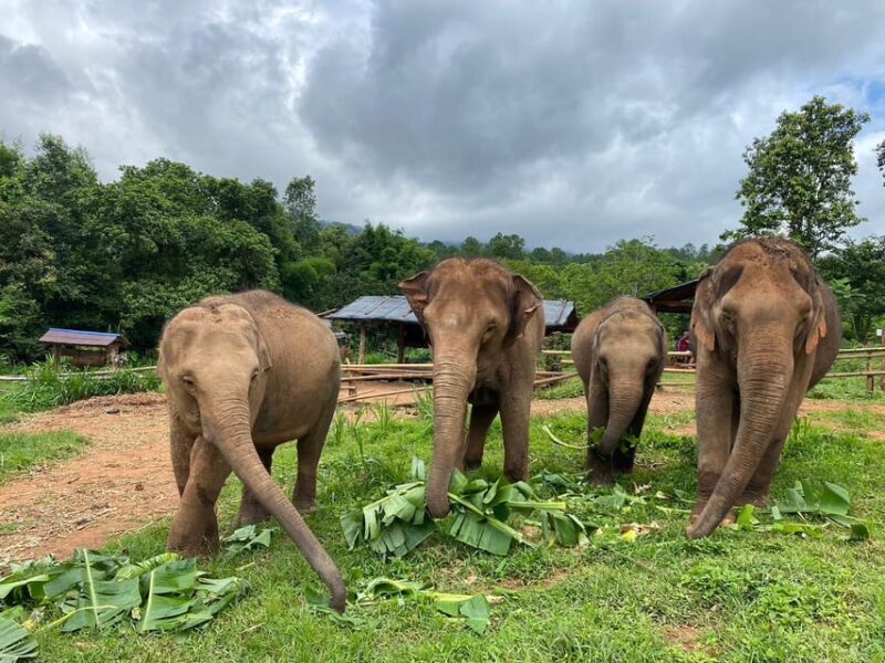 Chiang Mai: Elephant Dream Project Sanctuary - Half-Day - Key Points
