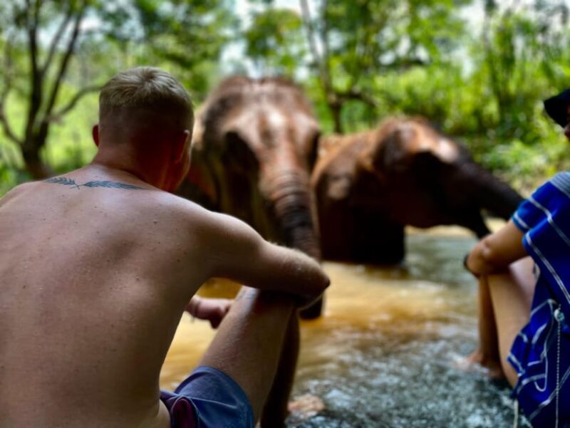 Chiang Mai: Elephant Dream Project Sanctuary - Half-Day - The Experience in Detail