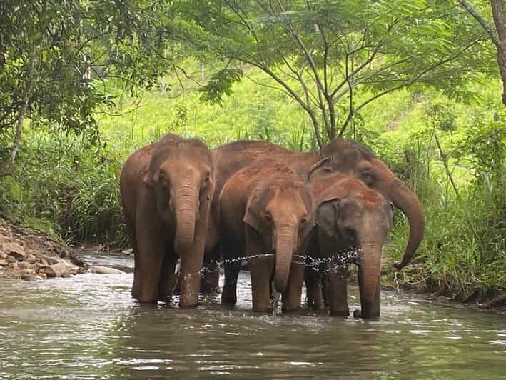 Chiang Mai: Elephant Dream Project Sanctuary - Half-Day - Authentic Feedback from Travelers