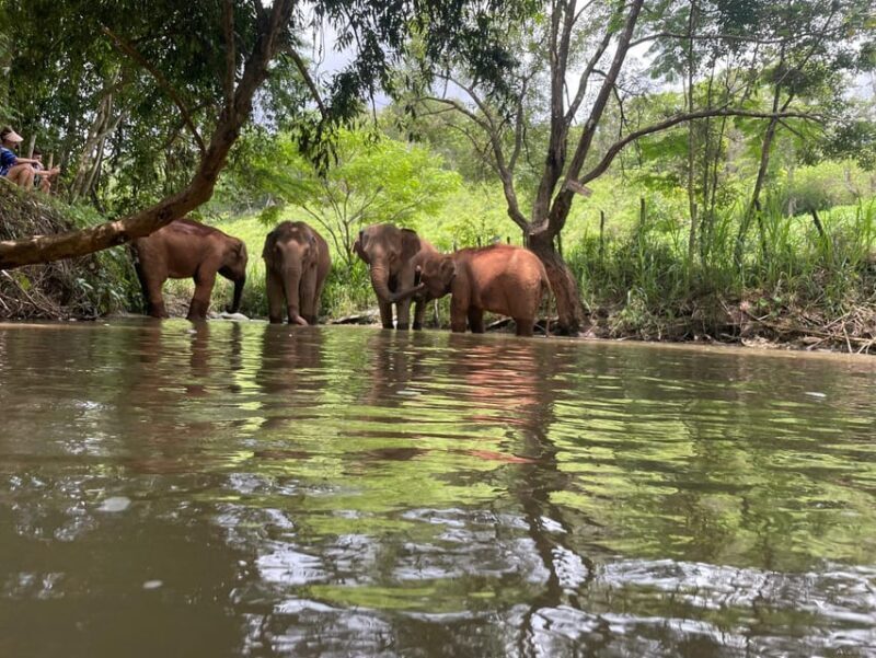 Chiang Mai: Elephant Dream Project Sanctuary - Half-Day - The Sum Up
