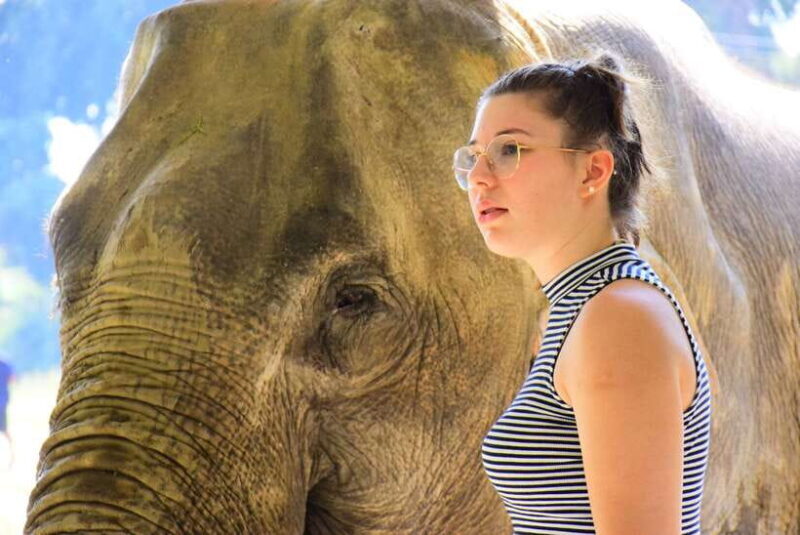 Chiang Mai: Elephant Feeding Experience - Introduction