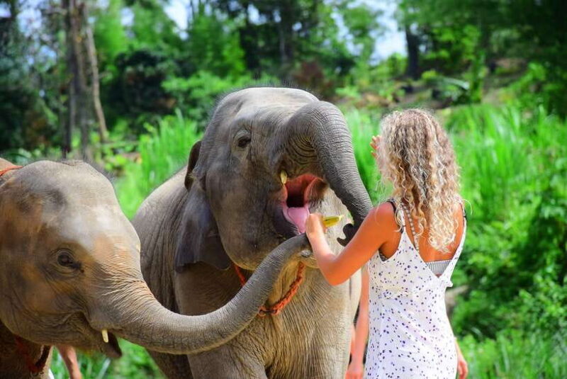 Chiang Mai: Elephant Feeding Experience - Key Points