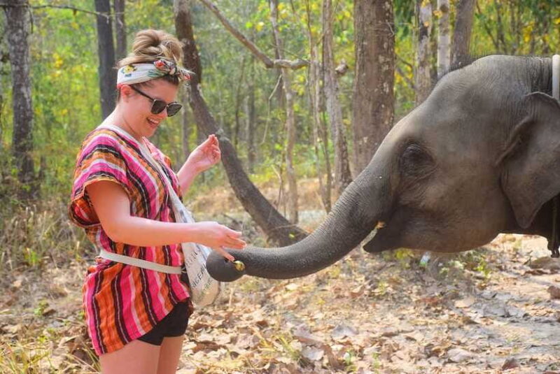 Chiang Mai: Elephant Feeding Experience - FAQs