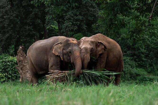 Chiang Mai Elephant Sanctuary, Bamboo Rafting and Waterfall Tour - Starting Point and Transportation