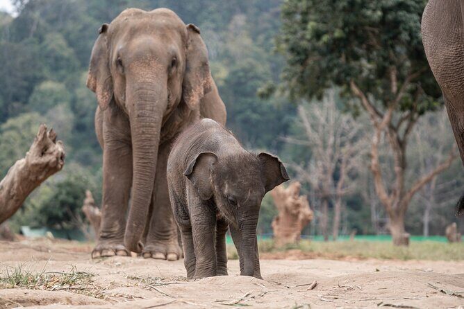 Chiang Mai Elephant Sanctuary, Bamboo Rafting and Waterfall Tour - Third Stop: Bamboo Rafting and Nearby Elephant Views