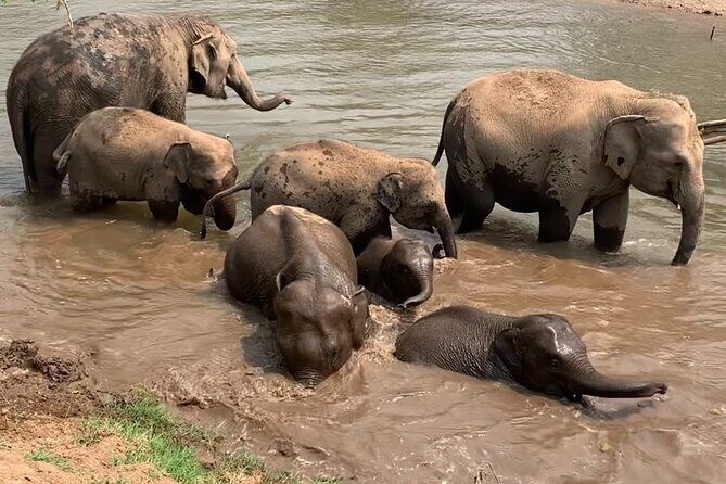 Chiang Mai Elephant Sanctuary, Bamboo Rafting and Waterfall Tour - What Do the Reviews Say?