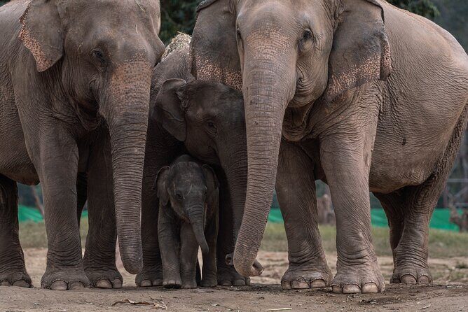 Chiang Mai Elephant Sanctuary, Bamboo Rafting and Waterfall Tour - The Practicalities