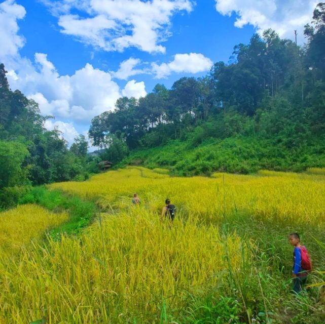 Chiang Mai: Elephant Sanctuary & Jungle Trek w/ Waterfall - Why This Tour Works Well