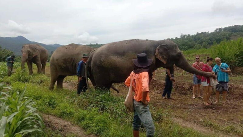 Chiang Mai: Elephant Sanctuary Local Hill Tribe Caretakers - A Deep Dive into the Experience