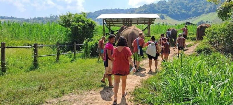 Chiang Mai: Elephant Sanctuary Local Hill Tribe Caretakers - Authentic Reviews and Insights