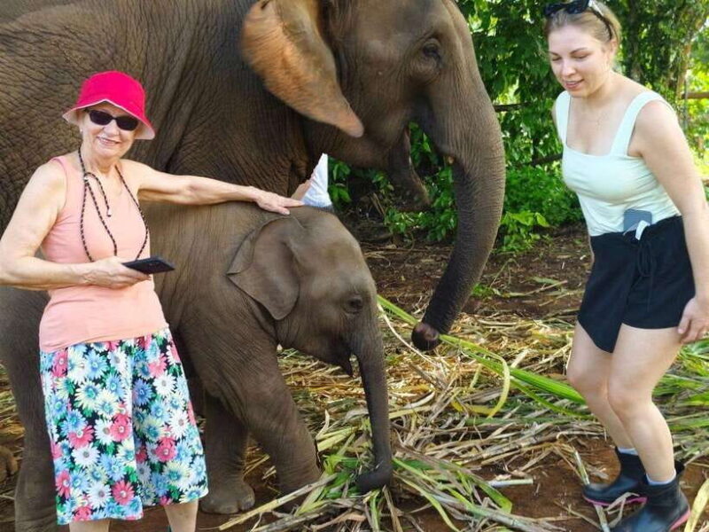 Chiang Mai: Elephant Sanctuary, Monk Trail & Doi Suthep Tour - Key Points