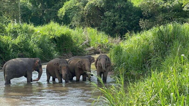 Chiang Mai: Elephant Sanctuary, Monk Trail & Doi Suthep Tour - Final Thoughts
