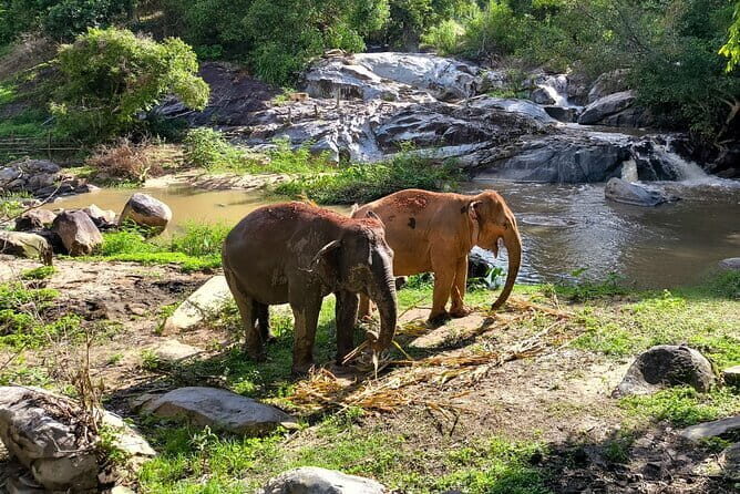 Chiang Mai Elephant Sanctuary Observation and Bamboo Rafting - Final Thoughts