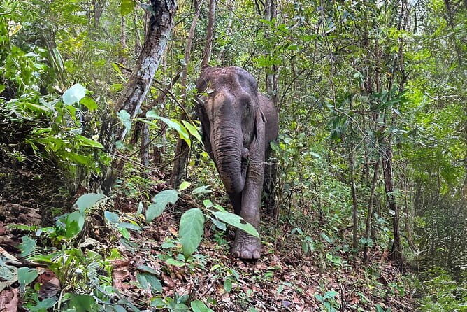 Chiang Mai: Elephant Sanctuary Observation, Doi Inthanon & Hiking - Key Points