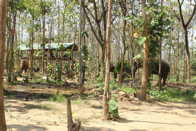 Chiang Mai Elephant Sanctuary Small Group Ethical Tour - Who Should Book This Tour?